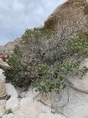 Rhus kearneyi kearneyi
