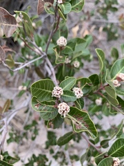 Rhus kearneyi kearneyi