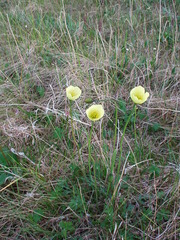 Papaver angustifolium