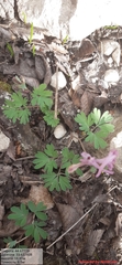 Corydalis paczoskii
