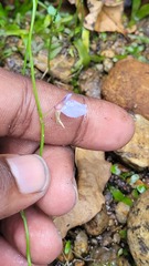 Utricularia graminifolia, photograph (c) Pranav Chandra Bose, some rights reserved (CC BY)