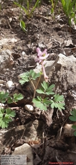 Corydalis paczoskii
