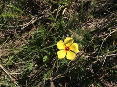 Crocanthemum brasiliense