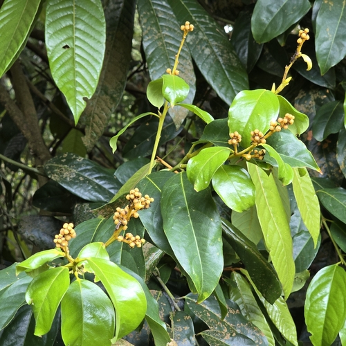 Xanthophyllum vitellinum observed 2026-04-03