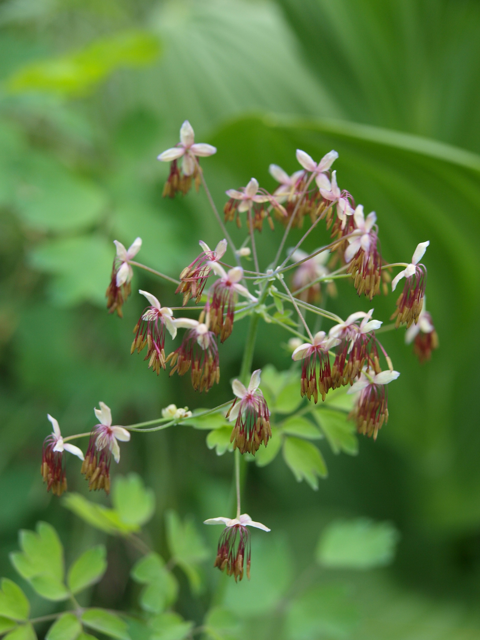 Thalictrum occidentale
