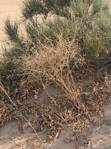 Saharan Mustard (Brassica tournefortii)