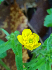 Ranunculus occidentalis