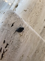 Lycia florentina