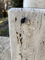 Lycia florentina
