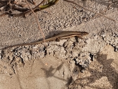 Phoenicolacerta troodica