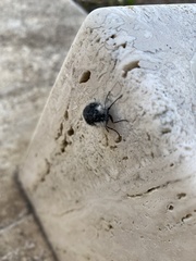 Lycia florentina