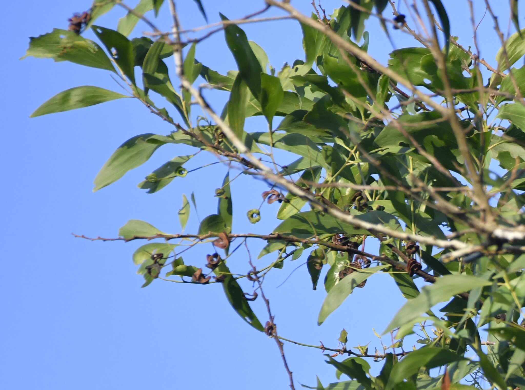 Earleaf Acacia (Acacia auriculiformis)