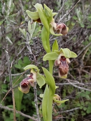 Ophrys umbilicata flavomarginata