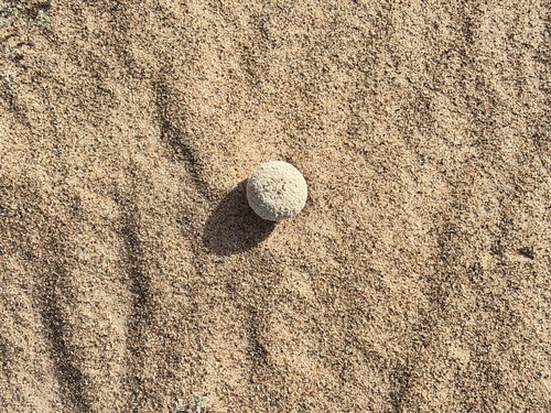 Sand Food (Pholisma sonorae)