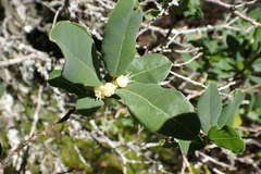 Lachnostylis hirta, photograph (c) Karen Eichholz, some rights reserved (CC BY)
