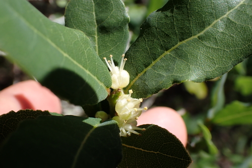 Lachnostylis hirta, photograph 2
