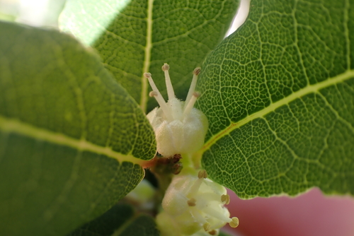 Coalwood (Lachnostylis hirta)
