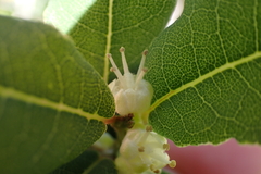 Lachnostylis hirta