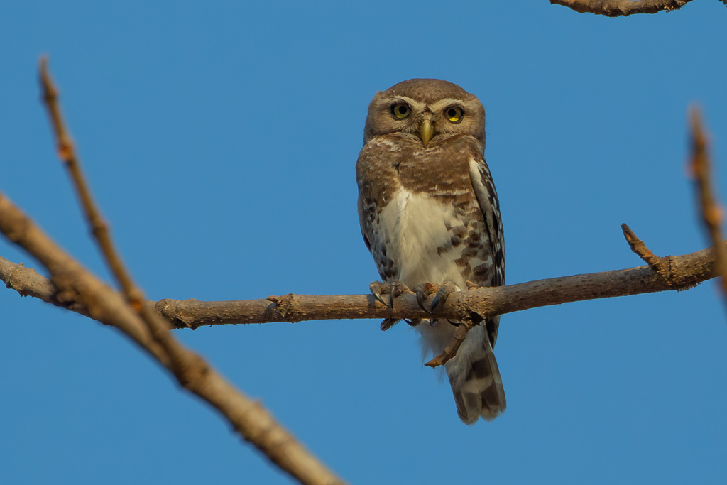 Forest Owlet