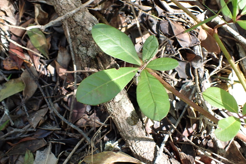 Baboon Grape (Rhoicissus digitata)