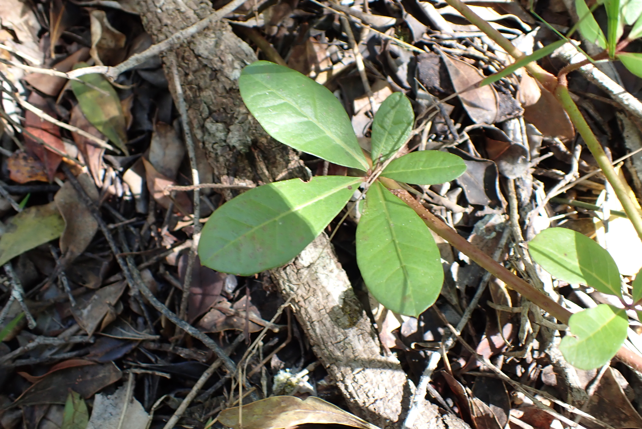 Baboon Grape (Rhoicissus digitata)