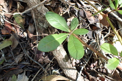 Baboon Grape (Rhoicissus digitata)