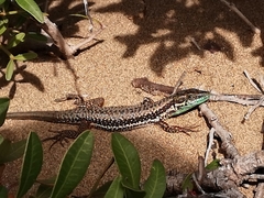 Phoenicolacerta troodica