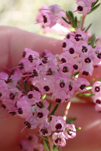 Hairy Grey Heather (Erica canaliculata)