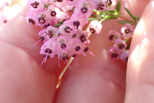 Erica canaliculata, photograph 6