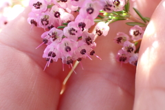 Erica canaliculata, photograph (c) Karen Eichholz, some rights reserved (CC BY)
