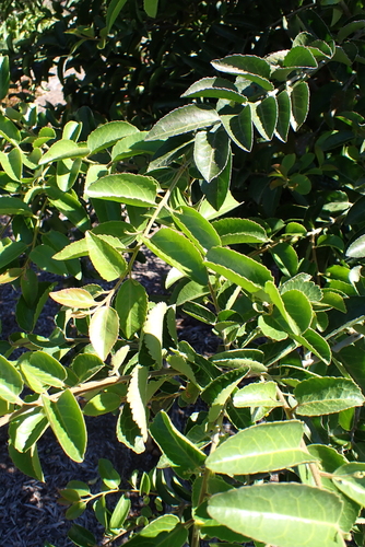 Blackwood Kokotree (Maytenus peduncularis)
