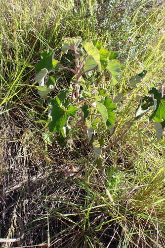 Heartleaf Storksbill (Pelargonium cordifolium)