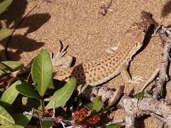 Acanthodactylus schreiberi