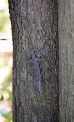 Anolis argenteolus