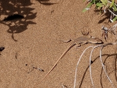 Acanthodactylus schreiberi