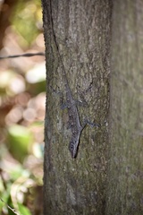 Anolis argenteolus