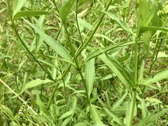 Chromolaena christieana