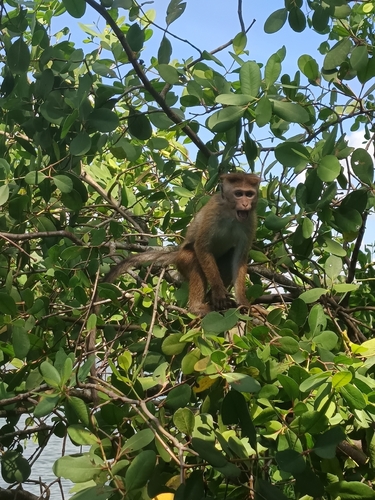 Toque Macaque