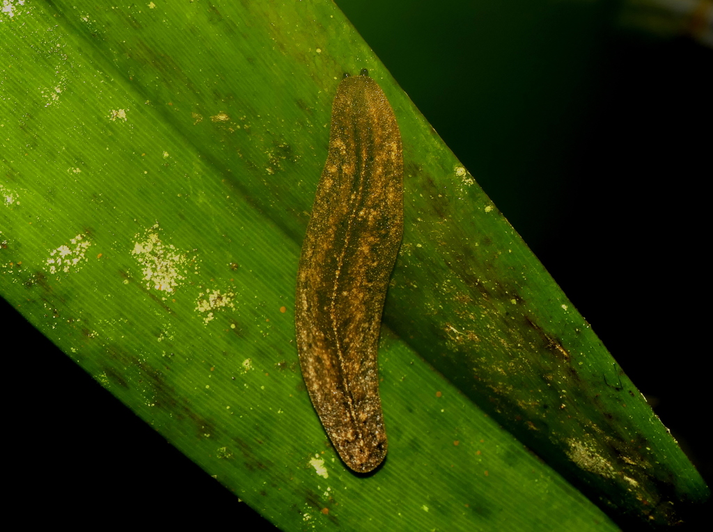 Colosius