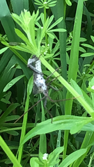 Acanthocephala declivis