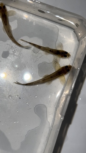 Eightbarbel gudgeon (Gobiobotia pappenheimi) — Cyprinidae — 2