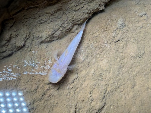 Southern cavefish (Typhlichthys subterraneus) — Amblyopsidae — 5