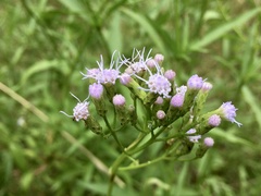 Chromolaena christieana