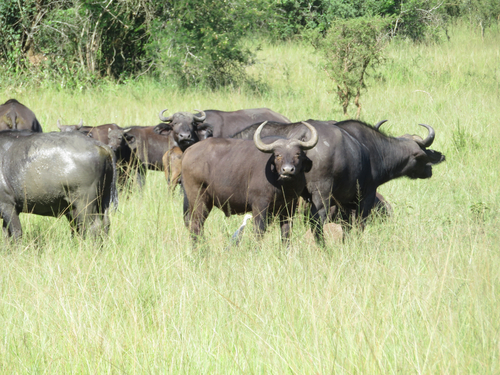 African buffalo