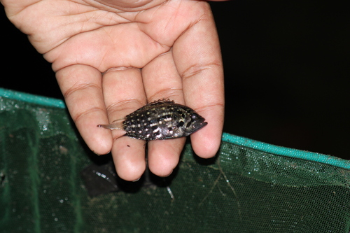 Guyana leaffish (Polycentrus schomburgkii) — Polycentridae