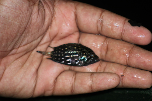 Guyana leaffish (Polycentrus schomburgkii) — Polycentridae — 3