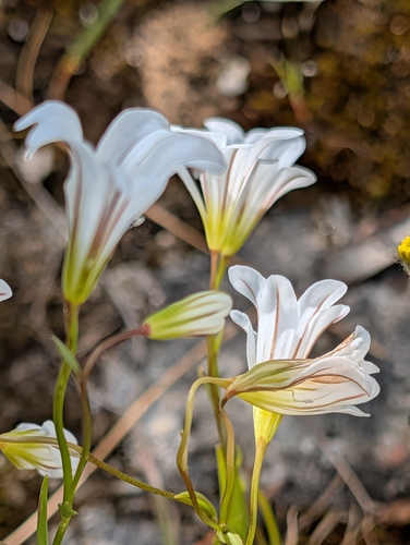 Greek Star-of-Bethlehem (Gagea graeca)