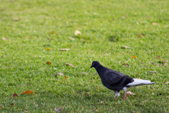 Columba livia domestica