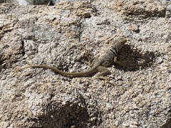 Crotaphytus nebrius