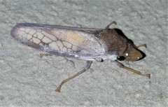 Diestostemma biolleyi